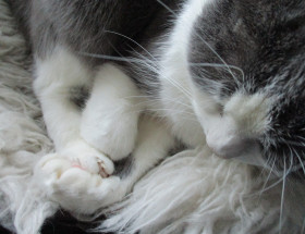 Grau-weiße Katze liegt auf einem weißen Schaffell. Die Pfötchen sind ineinander verschränkt, die augen sind geschlossen.